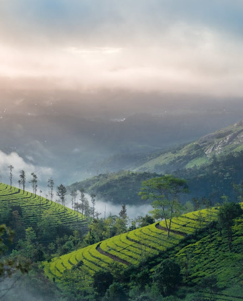 Kochi to Munnar cab hire for tourists