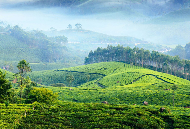 Tourists exploring Echo Point on Munnar package